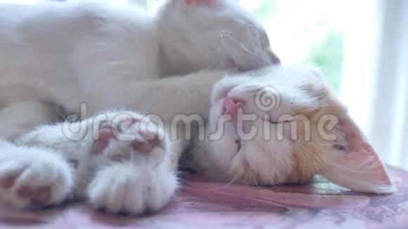 白猫猫睡在红色小猫上有趣的友谊宠物慢动作视频视频的预览图