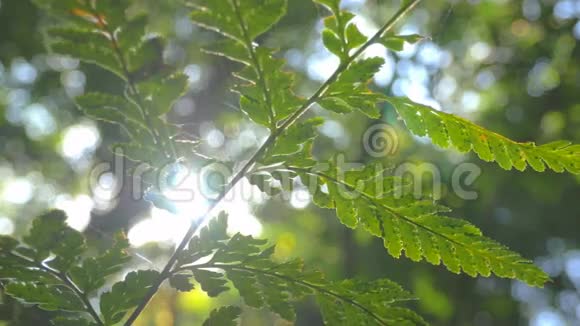 大自然郁郁葱葱的绿色植物叶子在森林阳光下视频的预览图
