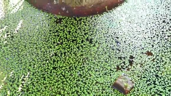 蚊子蕨水蕨绿色植物池塘水面视频视频的预览图