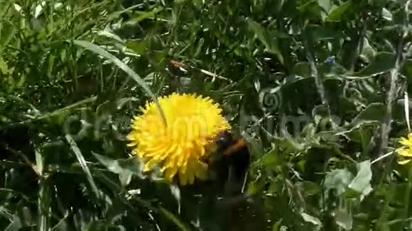 4kUHD2160中的大黄蜂和蒲公英视频的预览图
