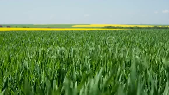 春天的田野清新的绿草和黄色视频的预览图