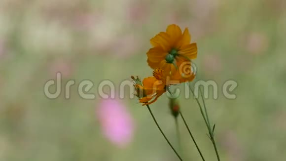 橙色的宇宙花朵随风摇动视频的预览图