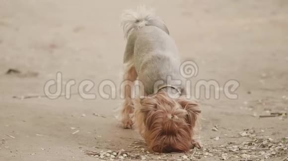 约克郡猎犬嗅探在地上寻找一个狗本能慢动作视频在棕色背景下视频的预览图
