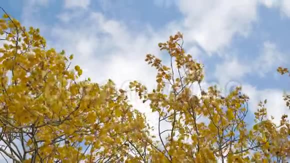 黄色的树顶着蓝天美丽的秋林自然景观视频的预览图