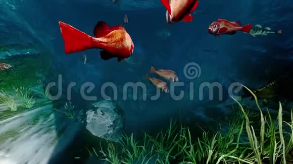 深蓝大海中的鱼有植物和岩石视频的预览图