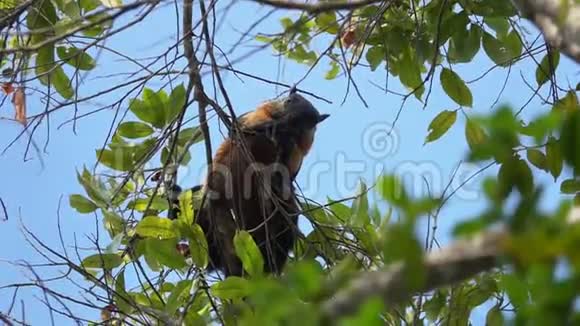 巨型黑松鼠RatufaBicolor在树上吃坚果视频的预览图