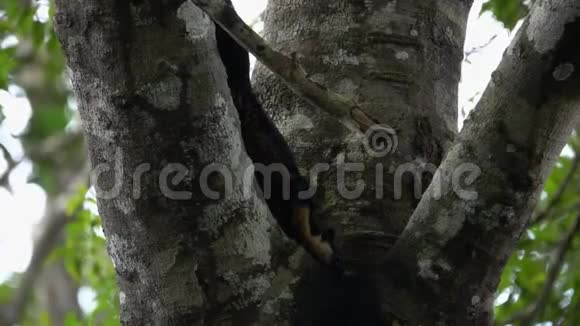 巨型黑松鼠RatufaBicolor在树上吃坚果视频的预览图