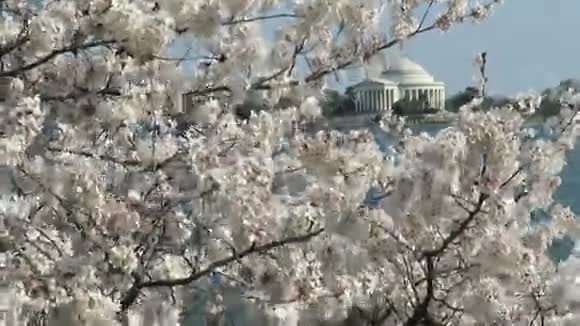 樱花和杰斐逊纪念堂视频的预览图