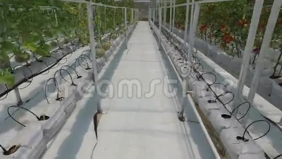 泰国北部植物苗圃中悬挂的甜瓜果实视频的预览图
