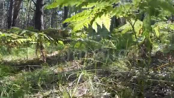在森林公园散步视频的预览图