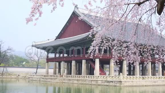 韩国首尔市春日金宝宫有樱花树视频的预览图
