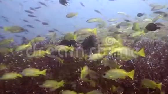菲律宾野生动物海洋水下条纹鱼学校视频的预览图