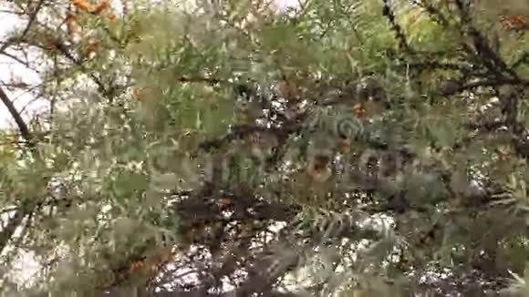 沙棘树枝带着黄色浆果在风中移动视频的预览图