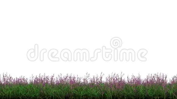 野青草和紫色小花条的线性运动视频的预览图