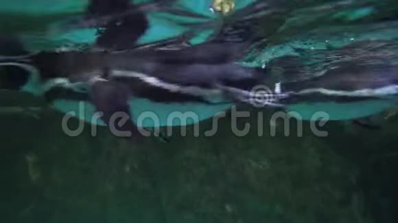 带绷带的企鹅在一个人工露天笼子里里面有游泳池的股票录像视频的预览图