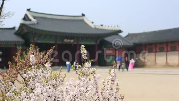 韩国首尔市春日金宝宫有樱花树视频的预览图