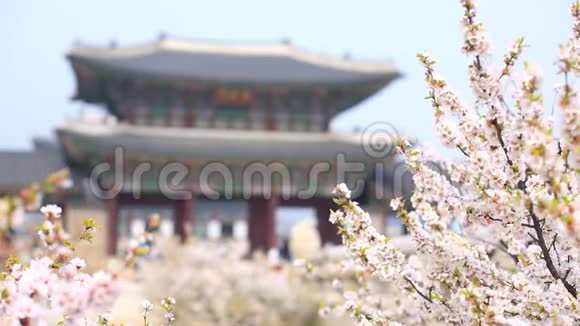 金博宫与樱花树在春天在韩国首尔市韩国视频的预览图