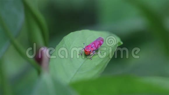 绿色鲜叶上的红色瓢虫视频的预览图