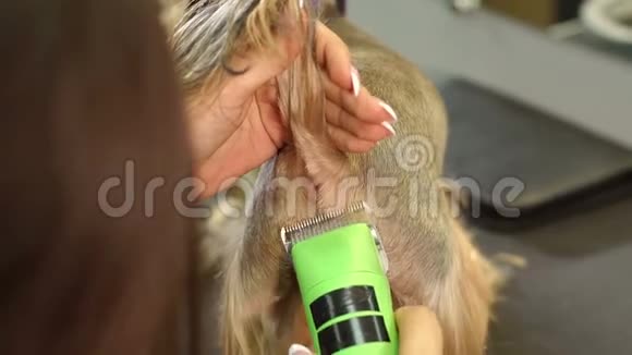 在兽医诊所用剪发器修剪约克郡猎犬视频的预览图
