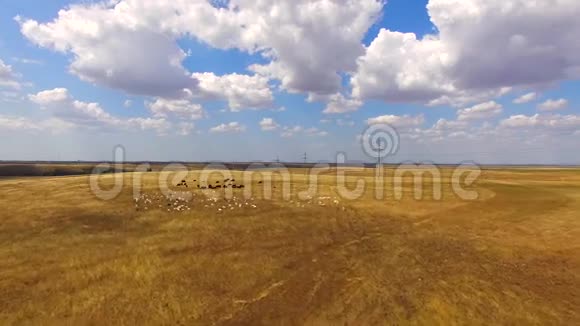 牛和山羊在黄金区放牧视频的预览图