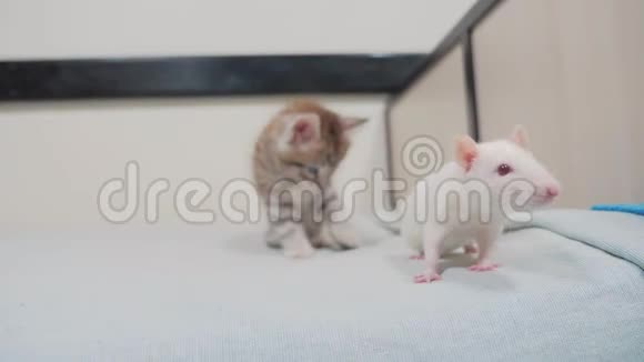 小黑条纹小猫的生活方式玩猎鼠有趣的罕见视频小猫和一只老鼠在床上奔跑视频的预览图