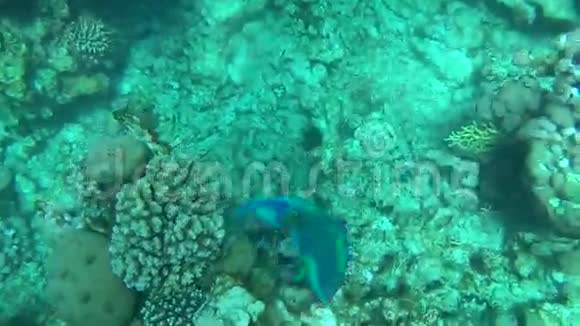 埃及的珊瑚礁3视频的预览图