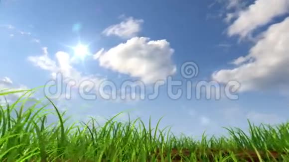 在天空背景下生长的植物视频的预览图