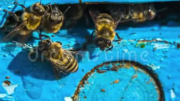 蜂巢入口的蜜蜂视频的预览图