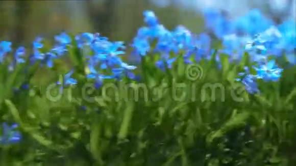 蓝色的花衬着绿色的草视频的预览图