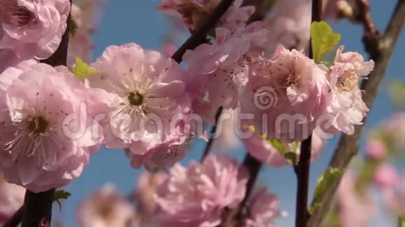 粉红色的樱花在风中视频的预览图