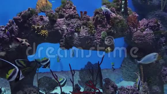 美丽的海洋水族馆有热带鱼类和珊瑚的录像视频的预览图