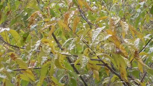 秋天和第一场雪落在树上的叶子上视频的预览图