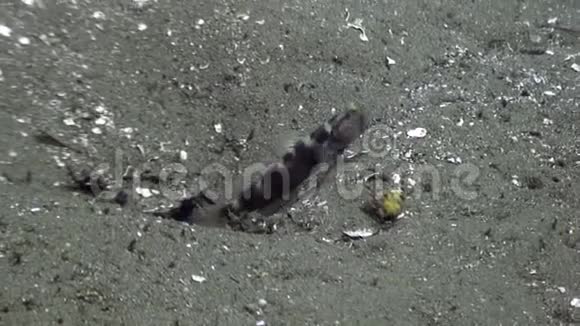 鱼藏在菲律宾野生动物海洋的海底视频的预览图