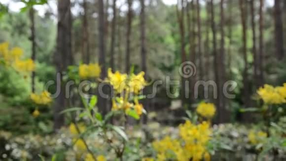 移近黄色杜鹃花植物开园视频的预览图