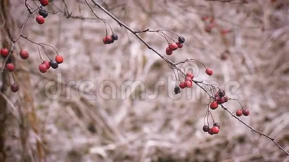 山楂枝上鲜红的浆果视频的预览图