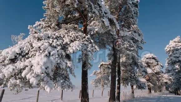 摄像机从右向左移动拍摄一棵大树树枝上点缀着雪视频的预览图