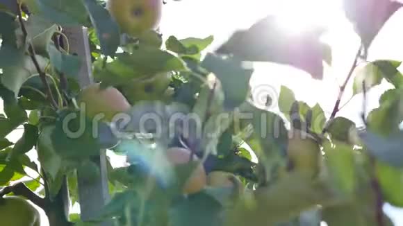 太阳背景上树枝上的绿苹果树上的苹果视频的预览图