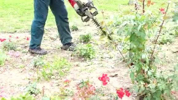 园丁把玫瑰修剪下来视频的预览图