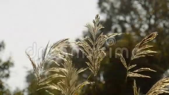 花草田野的阳光和边缘的光视频的预览图
