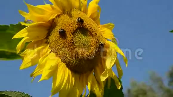 向日葵与大黄蜂和风视频的预览图