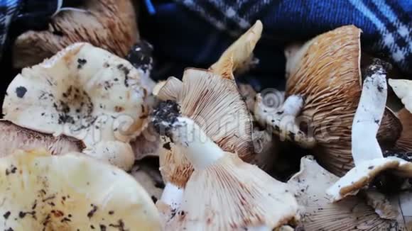在一张桌子上的森林里收获刚采摘的蘑菇视频的预览图