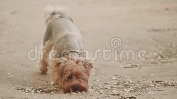 约克郡猎犬嗅嗅在地上寻找一个狗本能慢动作视频与一种棕色的生活方式视频的预览图