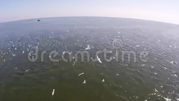 渔船和许多鸟在海滩上打猎美丽的鸟瞰图视频的预览图