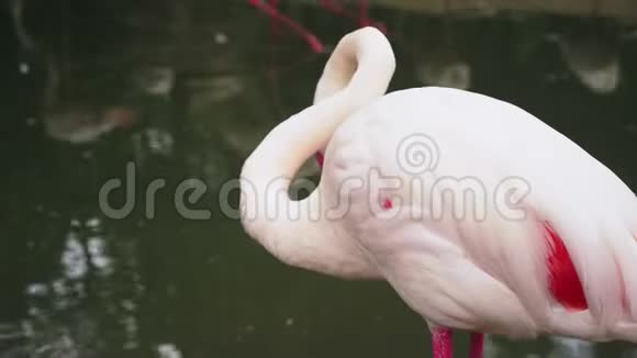 粉红火烈鸟在池塘特写模糊的背景视频的预览图