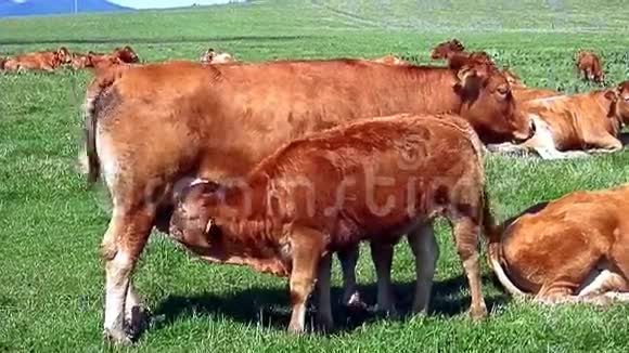 奶牛和小牛在草地上觅食视频的预览图
