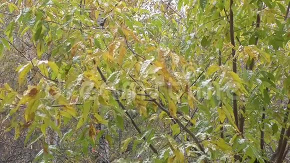 秋天和第一场雪落在树上的叶子上视频的预览图