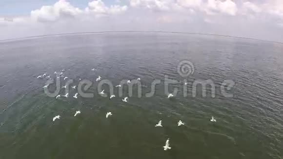渔船和许多鸟在海滩上打猎美丽的鸟瞰图视频的预览图