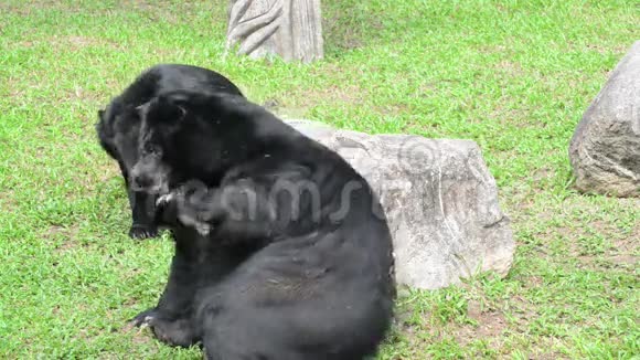 亚洲黑熊熊熊视频的预览图