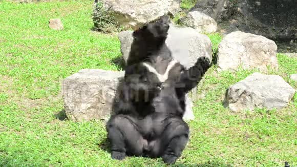 亚洲黑熊熊熊视频的预览图