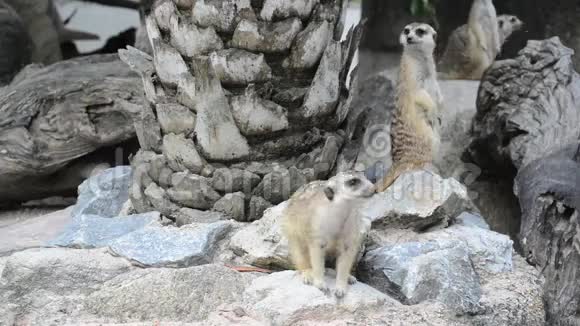 猫鼬家族非洲的小动物视频的预览图
